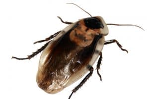 Invasion de blattes : comment lutter contre ce genre d&rsquo;insectes ?