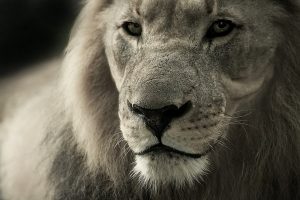 Amoureux des lions ? nos conseils pour intégrer cet animal majestueux à votre déco !